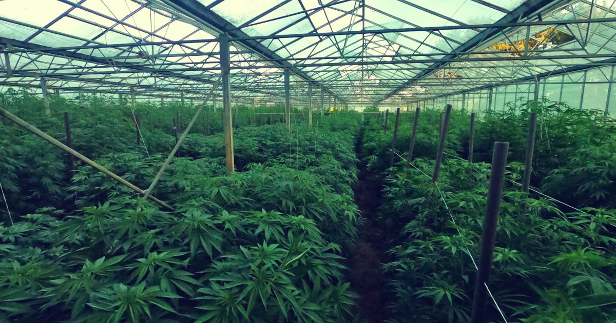 Freedom Farms zapowiada crowdfunding, w planach przygotowanie do